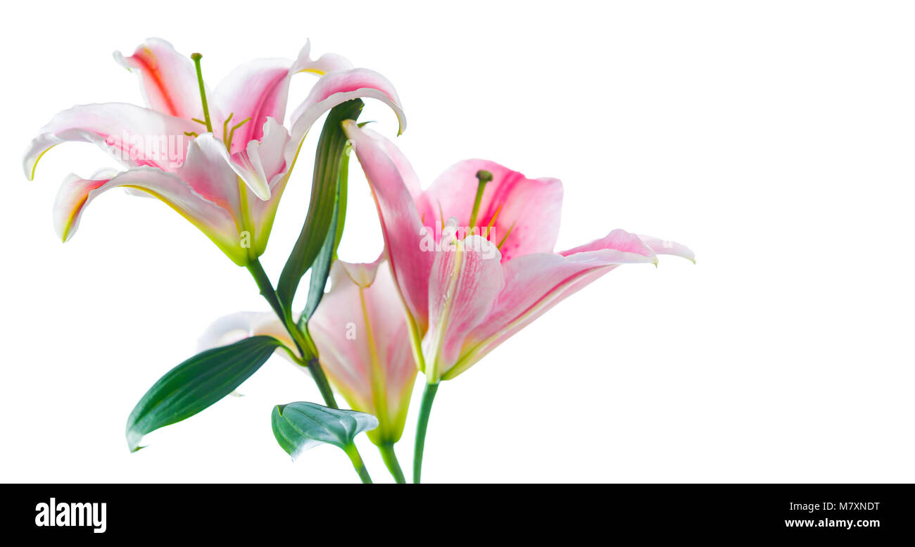 Pink lily flower bouquet isolated on white background Stock Photo - Alamy