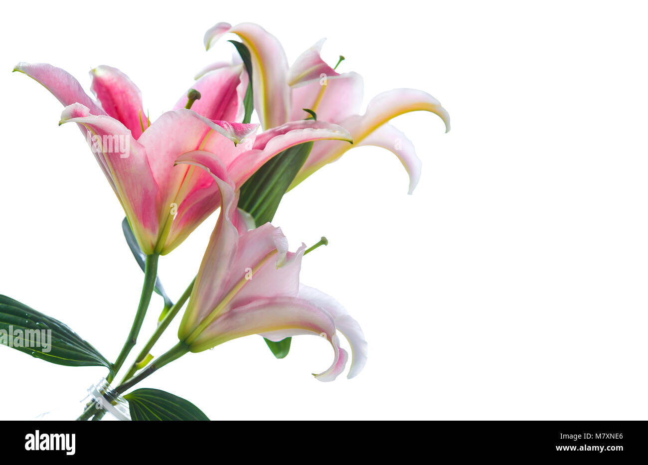 Pink lily flower bouquet isolated on white background Stock Photo - Alamy