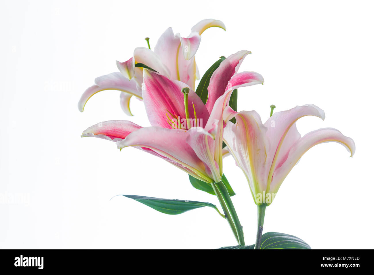 Pink lily flower bouquet isolated on white background Stock Photo - Alamy