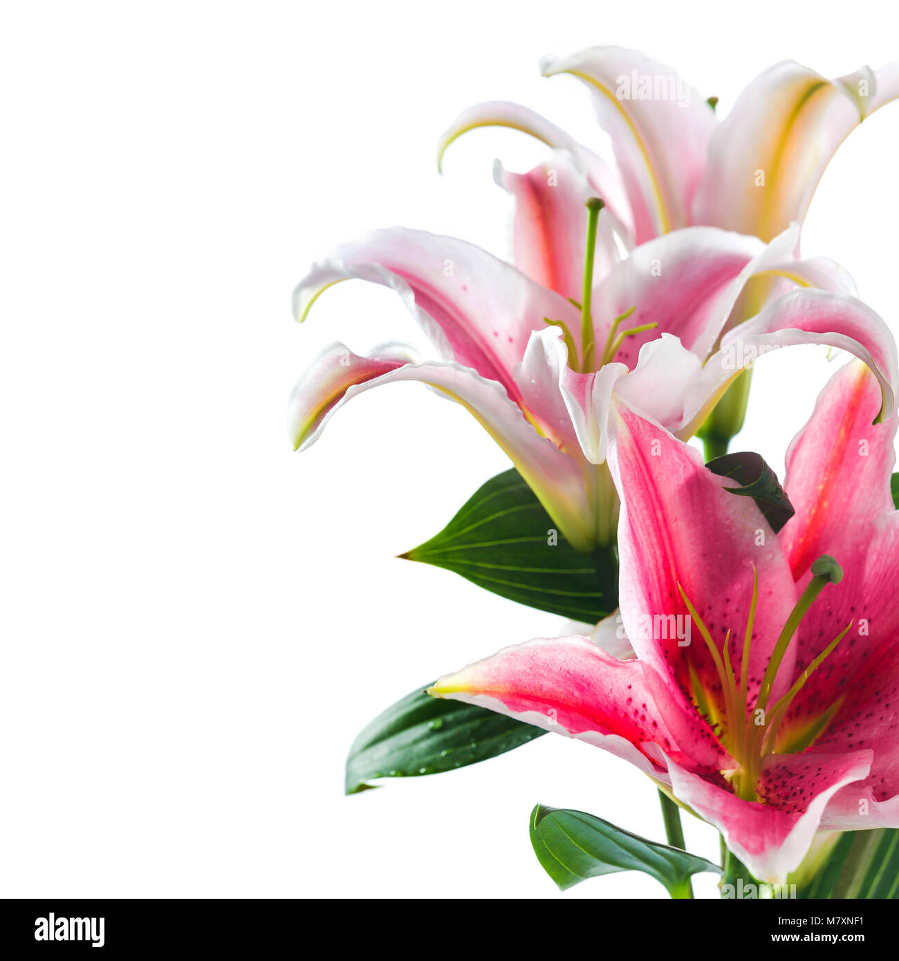 Pink lily flower bouquet isolated on white background Stock Photo - Alamy