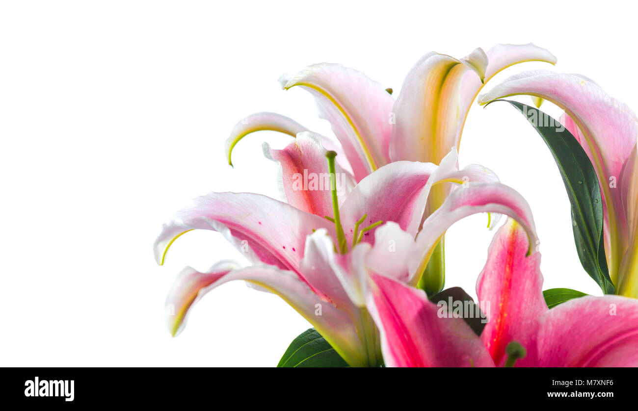 Pink lily flower bouquet isolated on white background Stock Photo - Alamy