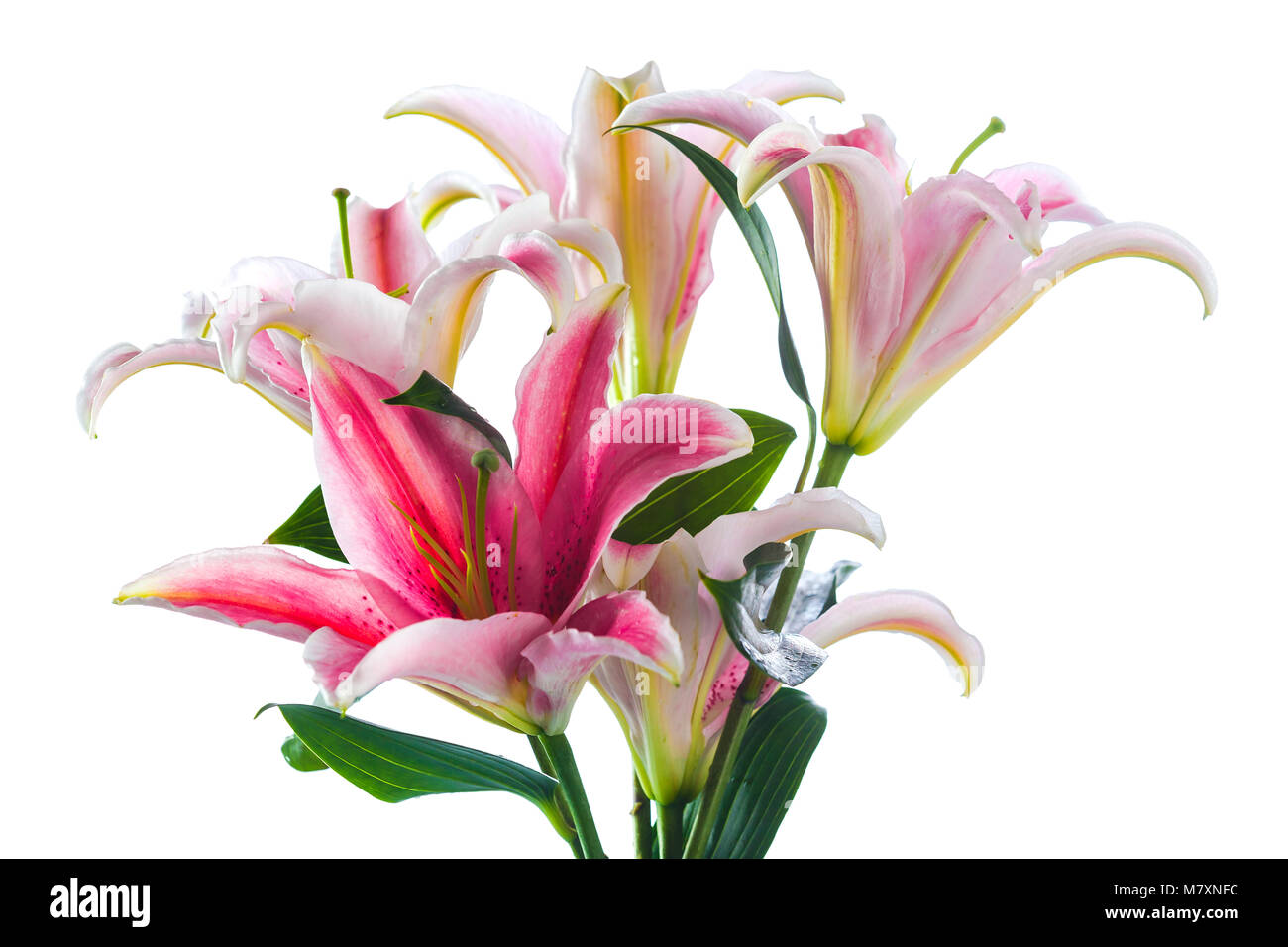 Pink lily flower bouquet isolated on white background Stock Photo - Alamy