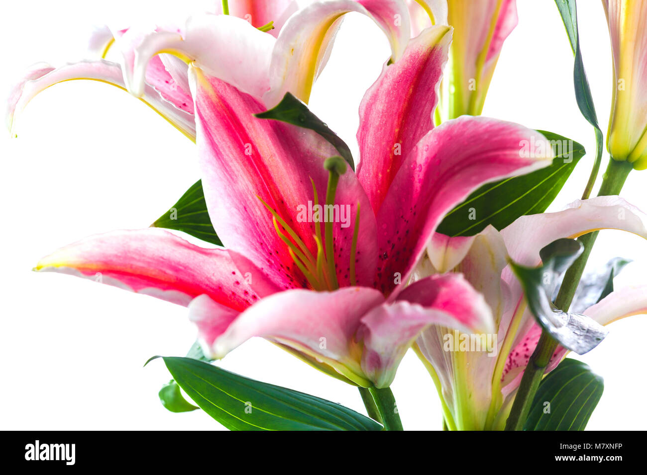 Pink lily flower bouquet isolated on white background Stock Photo - Alamy