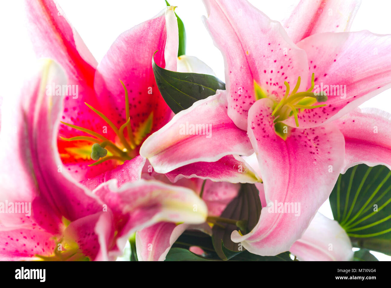 Pink lily flower bouquet isolated on white background Stock Photo - Alamy