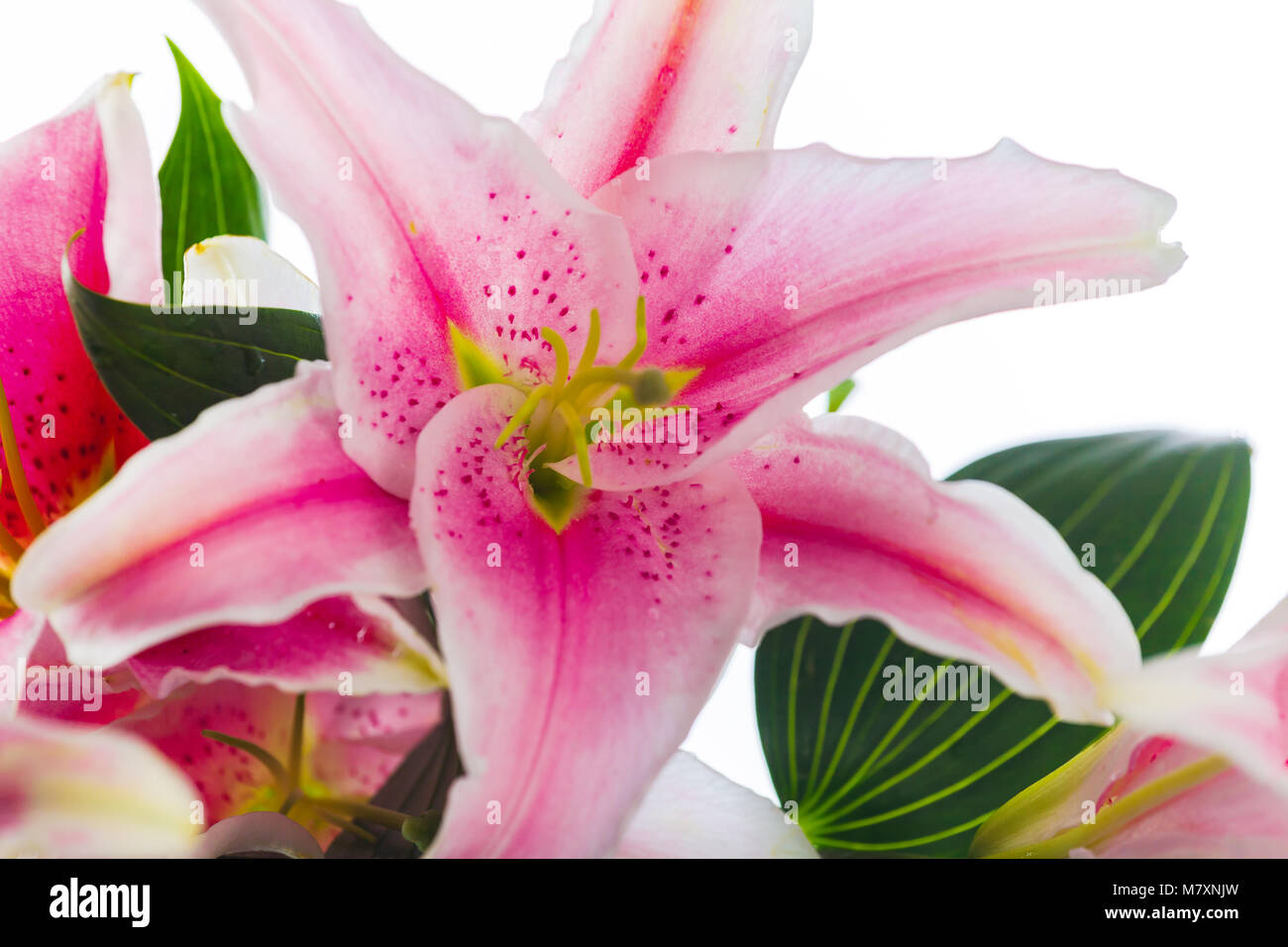 Pink lily flower bouquet isolated on white background Stock Photo - Alamy