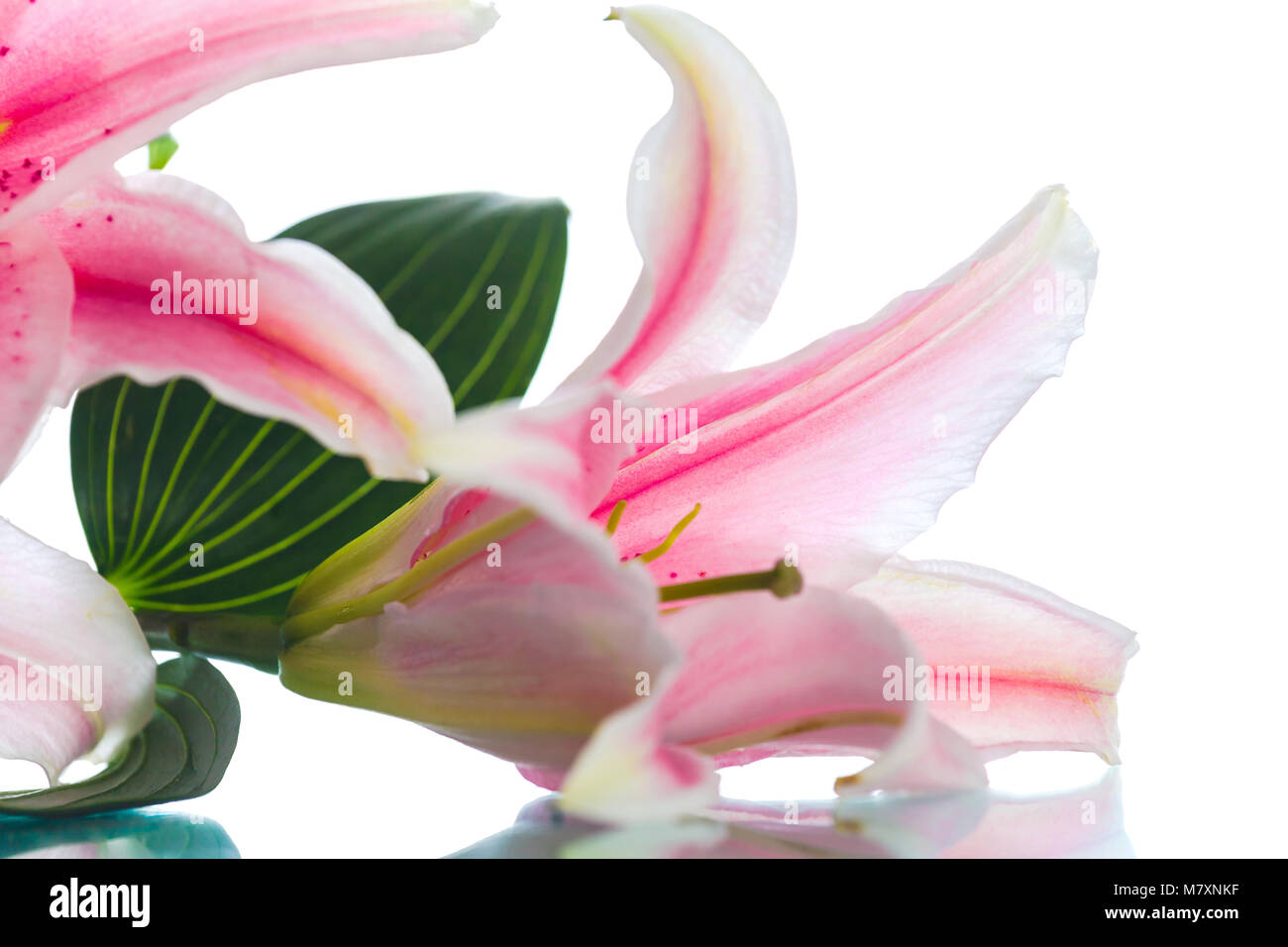 Pink lily flower bouquet isolated on white background Stock Photo - Alamy