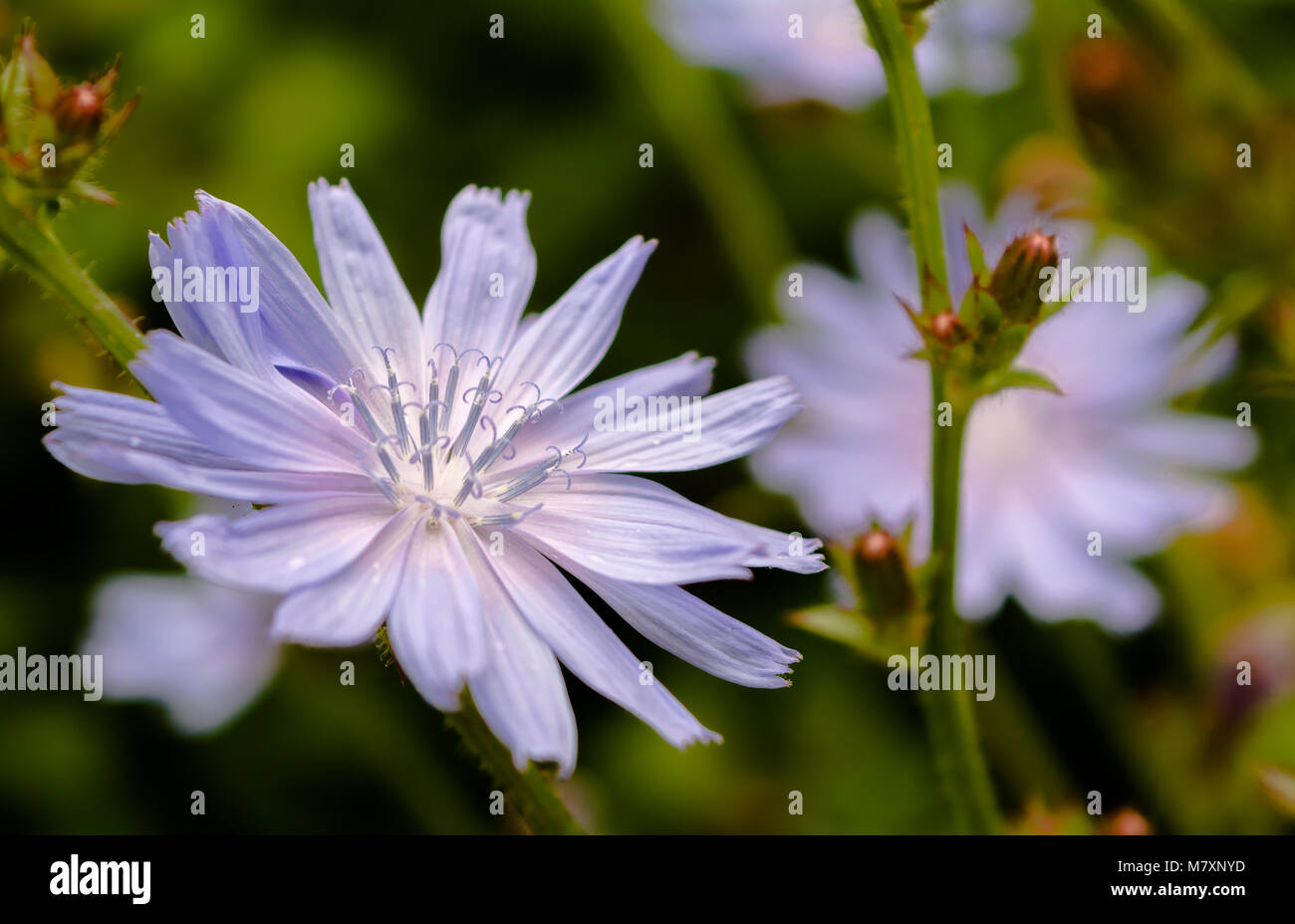 Close-up of chicory flower in the meadow lit by the summer evening sun Stock Photo