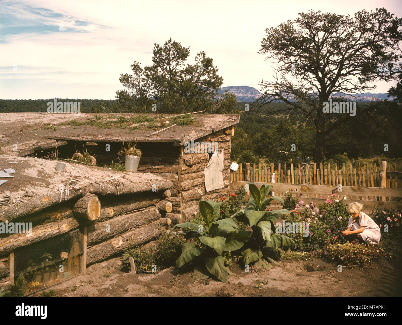 Garden Adjacent to Dugout Home of Jack Whinery, Homesteader, Pie Town, New Mexico, USA, Russell Lee for Farm Security Administration - Office of War Information, September 1940 Stock Photo