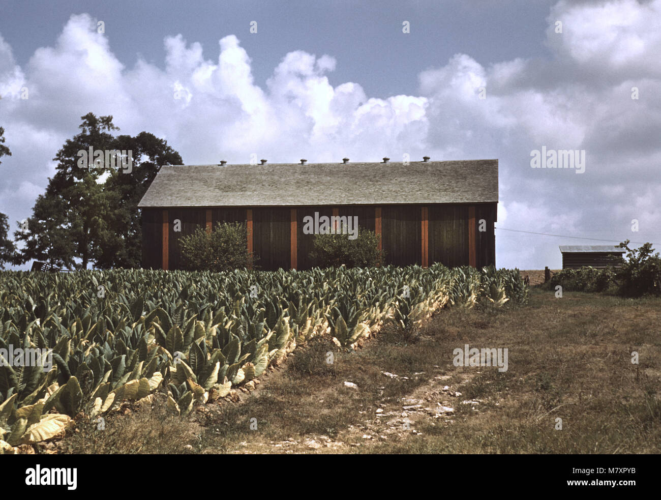 Field of Burley Tobacco with Drying and Curing Barn in Background, Russell Spears Farm, near Lexington Kentucky, USA, Post Wolcott for Farm Security Administration, September 1940 Stock Photo
