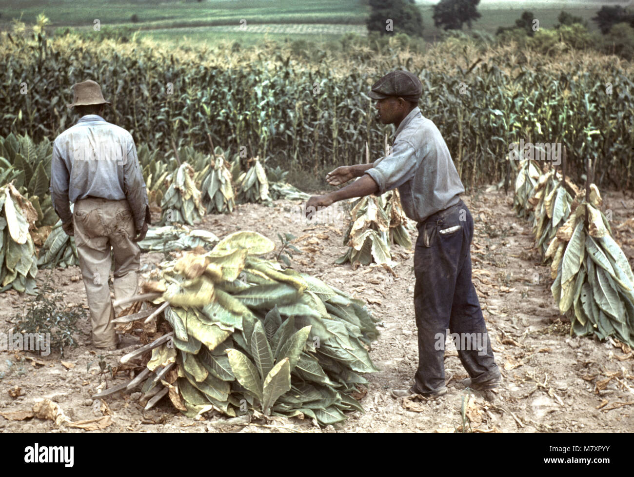 Two Workers Putting Burley Tobacco on Sticks to Wilt After Cutting Before  it is Taken to Barn for Drying and Curing, Russell Spears Farm, near  Lexington, Kentucky, USA, Post Wolcott for Farm