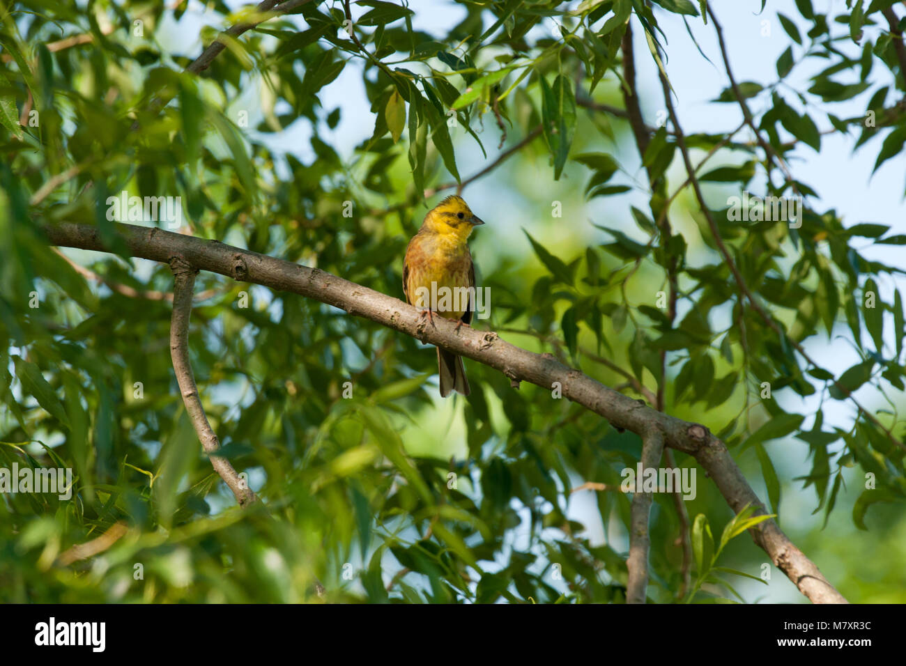 nature and animals Stock Photo