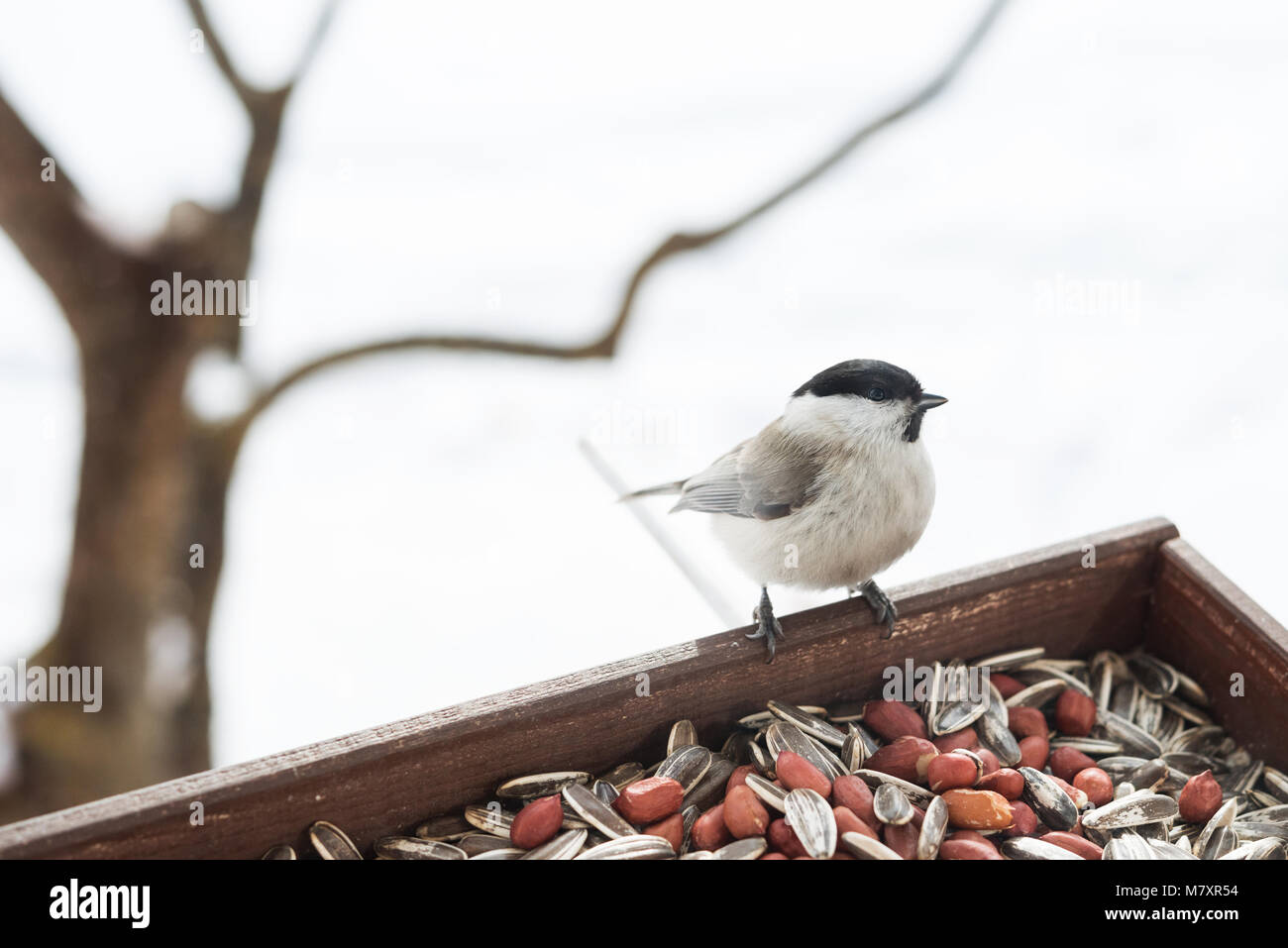 Feeding wild birds in winter Stock Photo Alamy