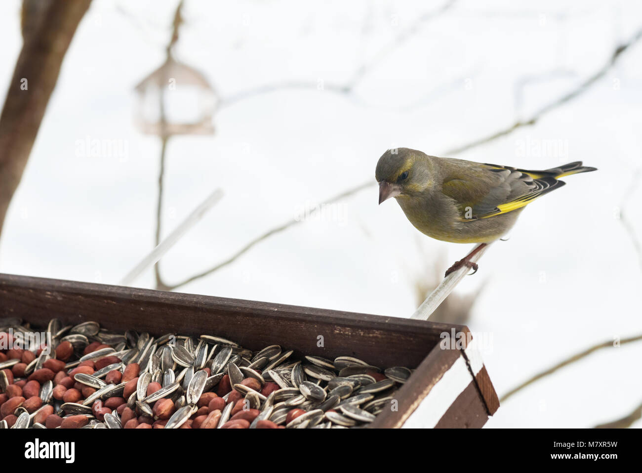 European greenfinch on a feeder. Feeding wild birds in winter. Stock Photo