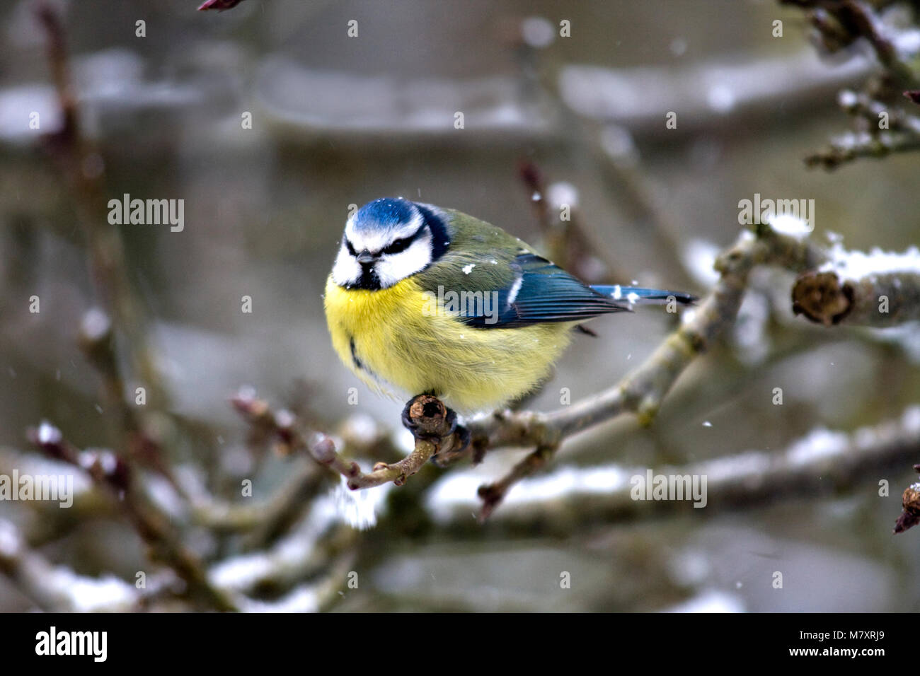 Blue Tit in the snow, England Stock Photo - Alamy