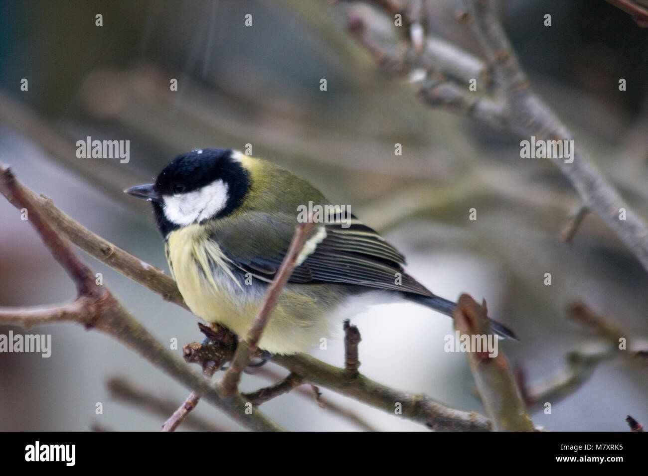 Great Tit in apple tree Stock Photo - Alamy