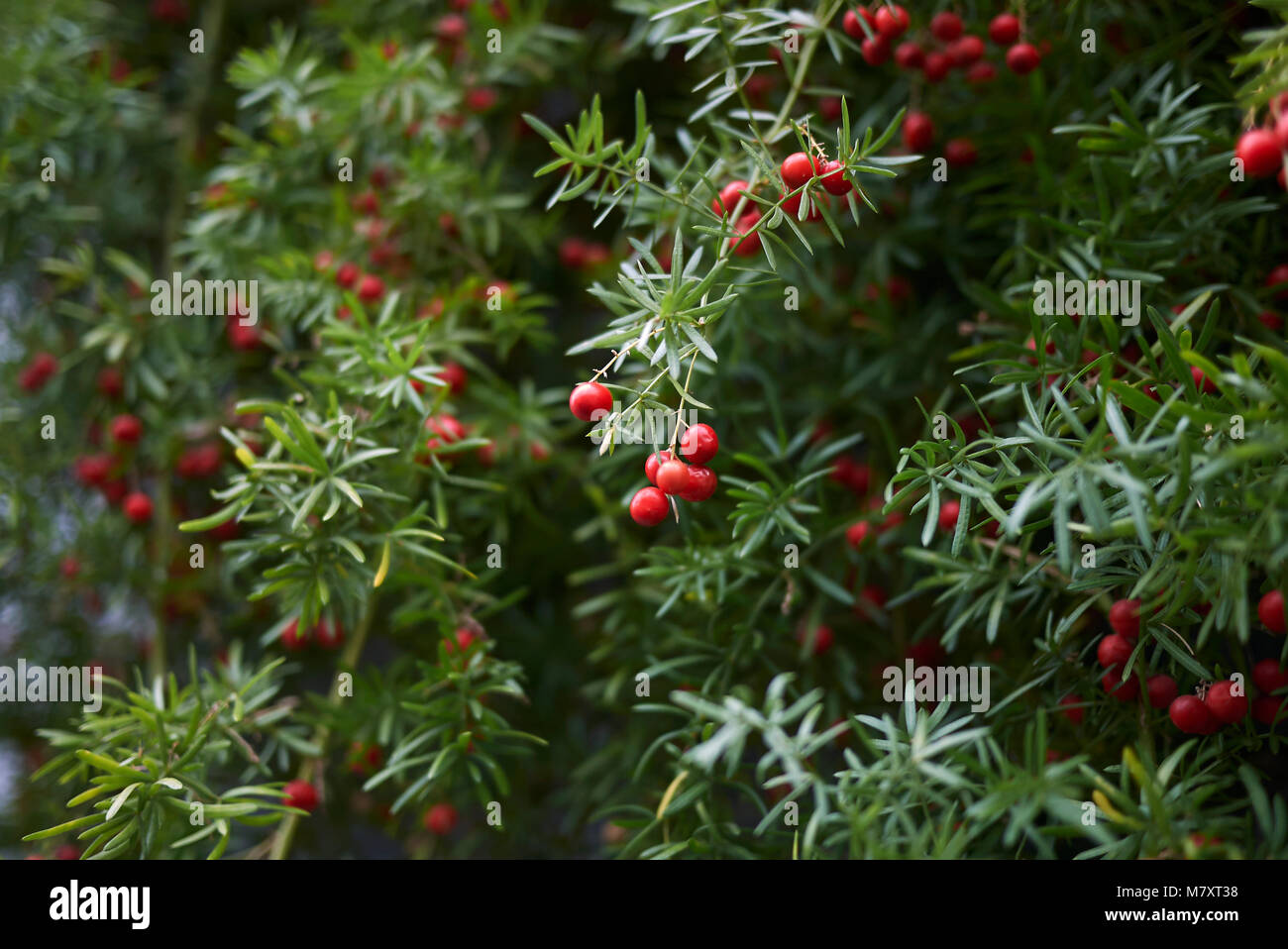 Asparagus fern red berries hires stock photography and images Alamy