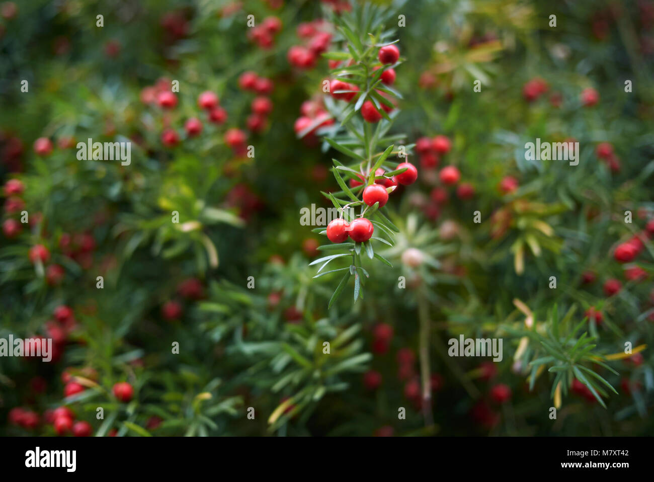 Asparagus densiflorus Stock Photo Alamy