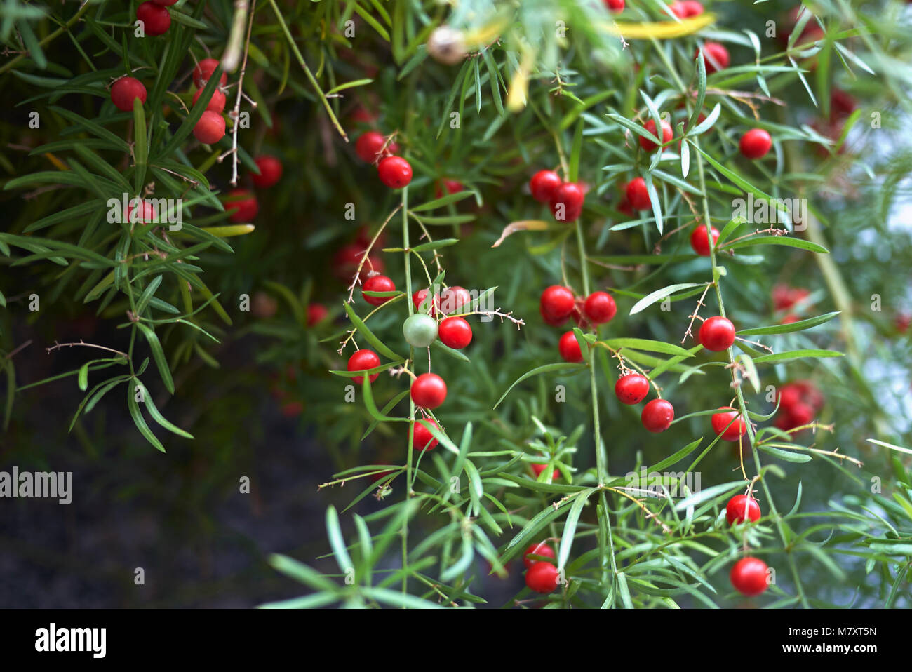 Asparagus fern berries hires stock photography and images Alamy
