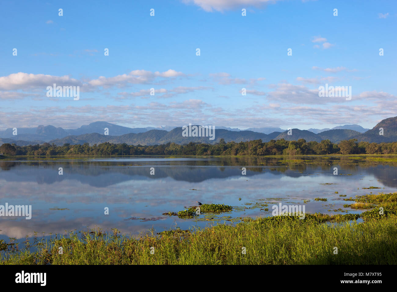 beautiful mirror lake with woodland and mountains in wasgamuwa national park under a blue sky in sri lanka Stock Photo