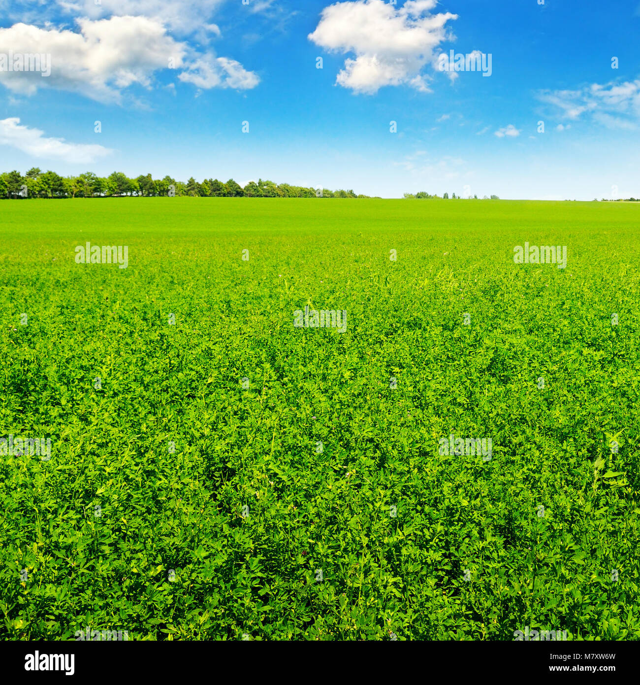 green field and blue sky with light clouds Stock Photo - Alamy