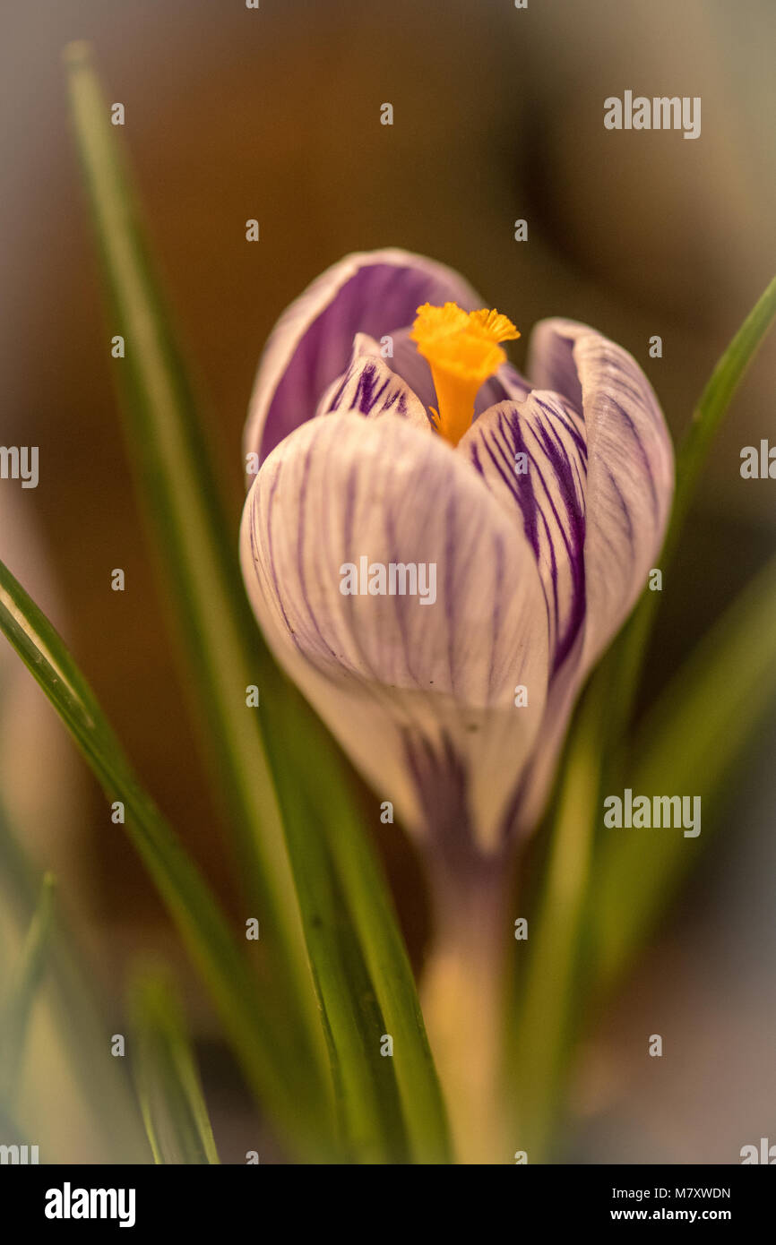 Crocus (Crocus Sativus Stock Photo - Alamy