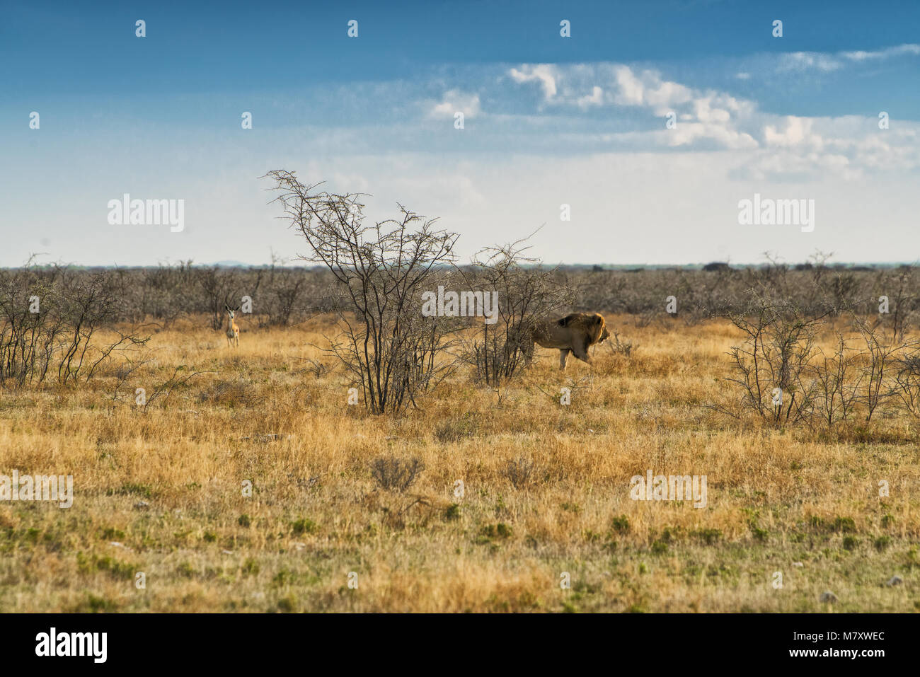 Savannah landscape sunset lion hi-res stock photography and images - Alamy