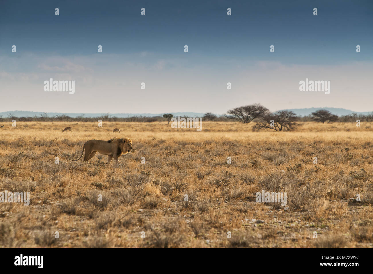Savannah landscape sunset lion hi-res stock photography and images - Alamy