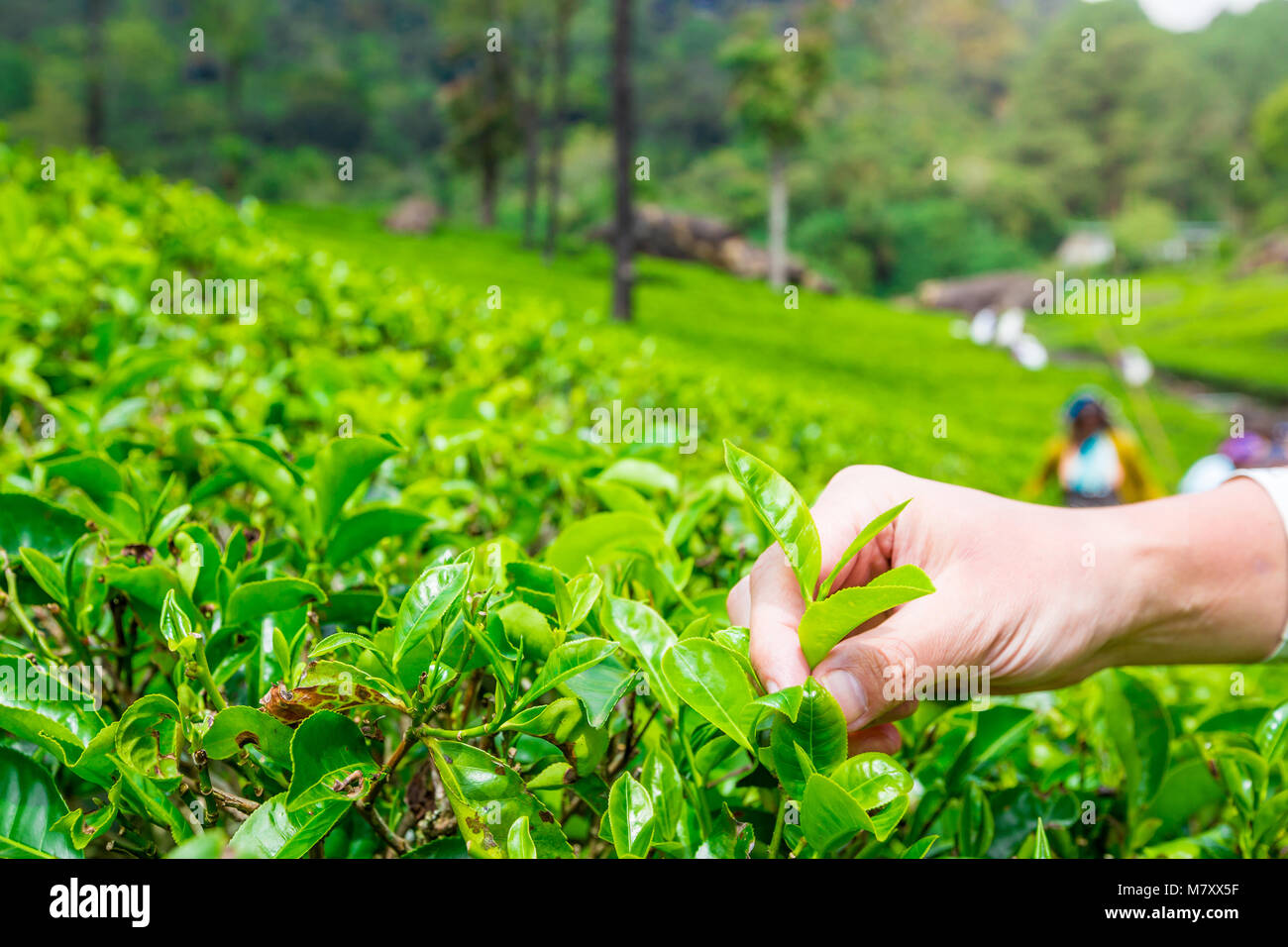 Hand picking up tea leaves Stock Photo - Alamy