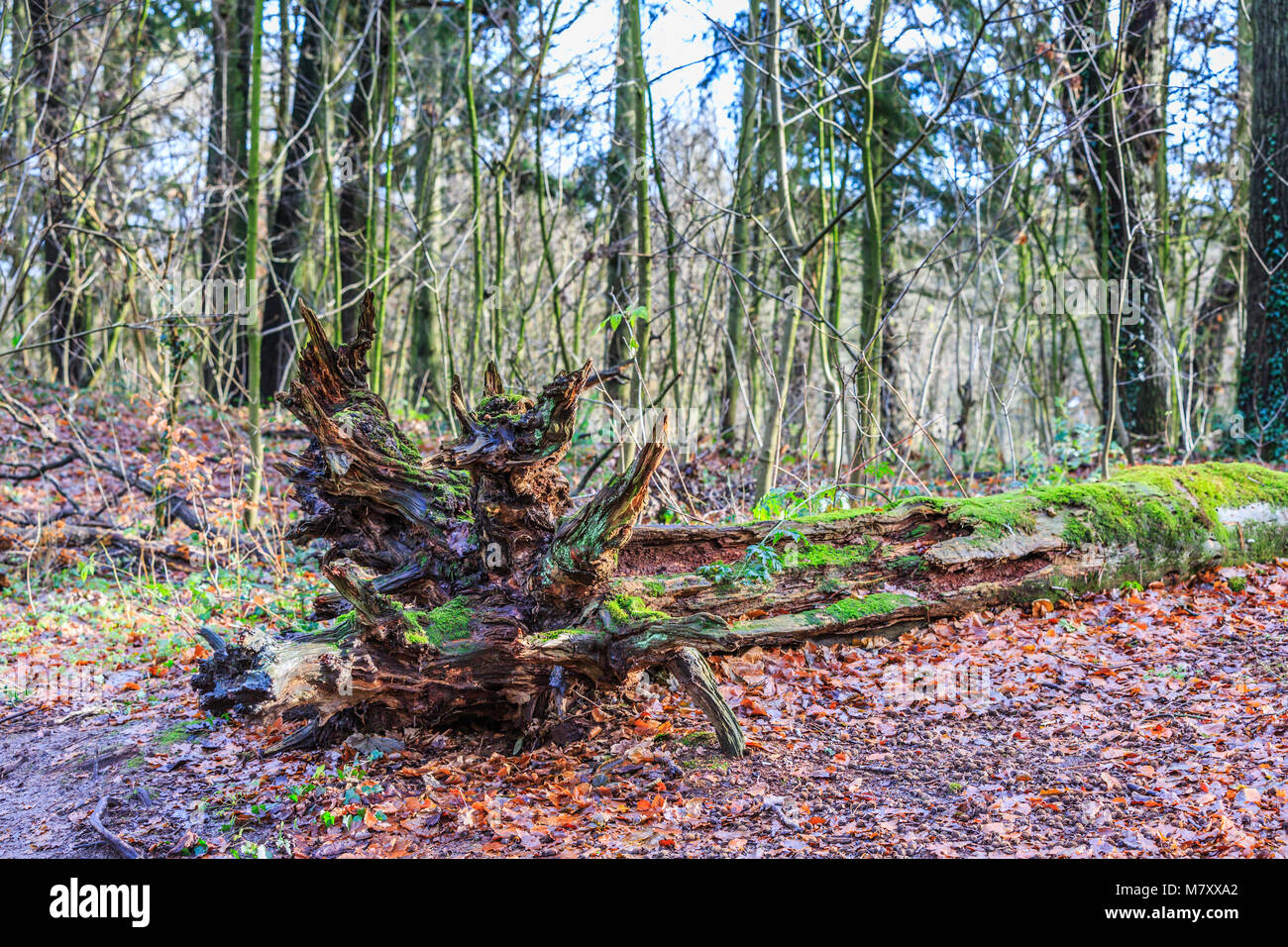 Fallen tree  with thick fluted trunk in a forest is to digest slowly to food for new trees Stock Photo