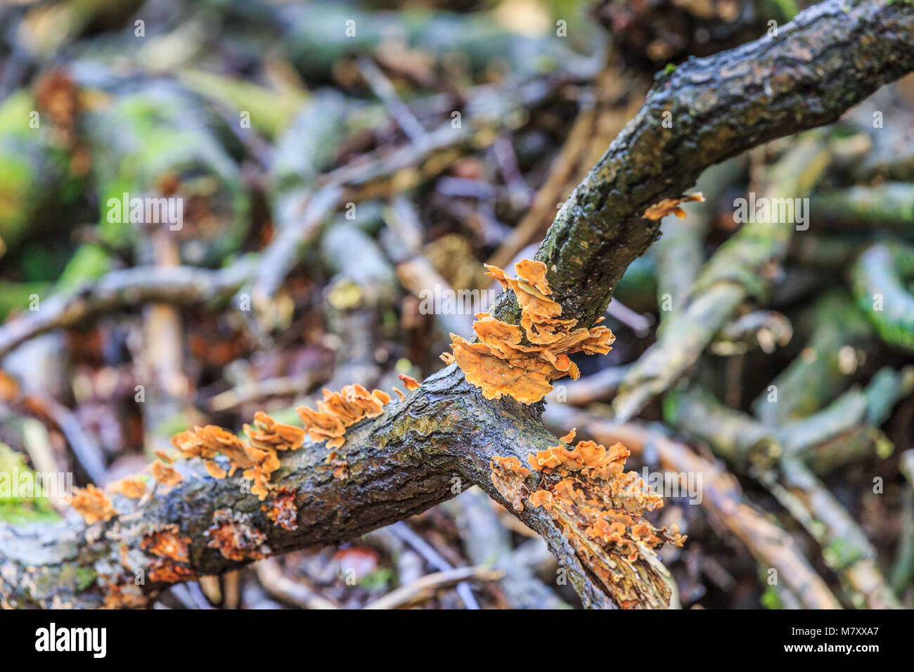 Yellow crust fungus, Stereum hirsutum, is a saprofyt and grows on dead wood  an is also knwn as Yellow Brown crust fungus Stock Photo