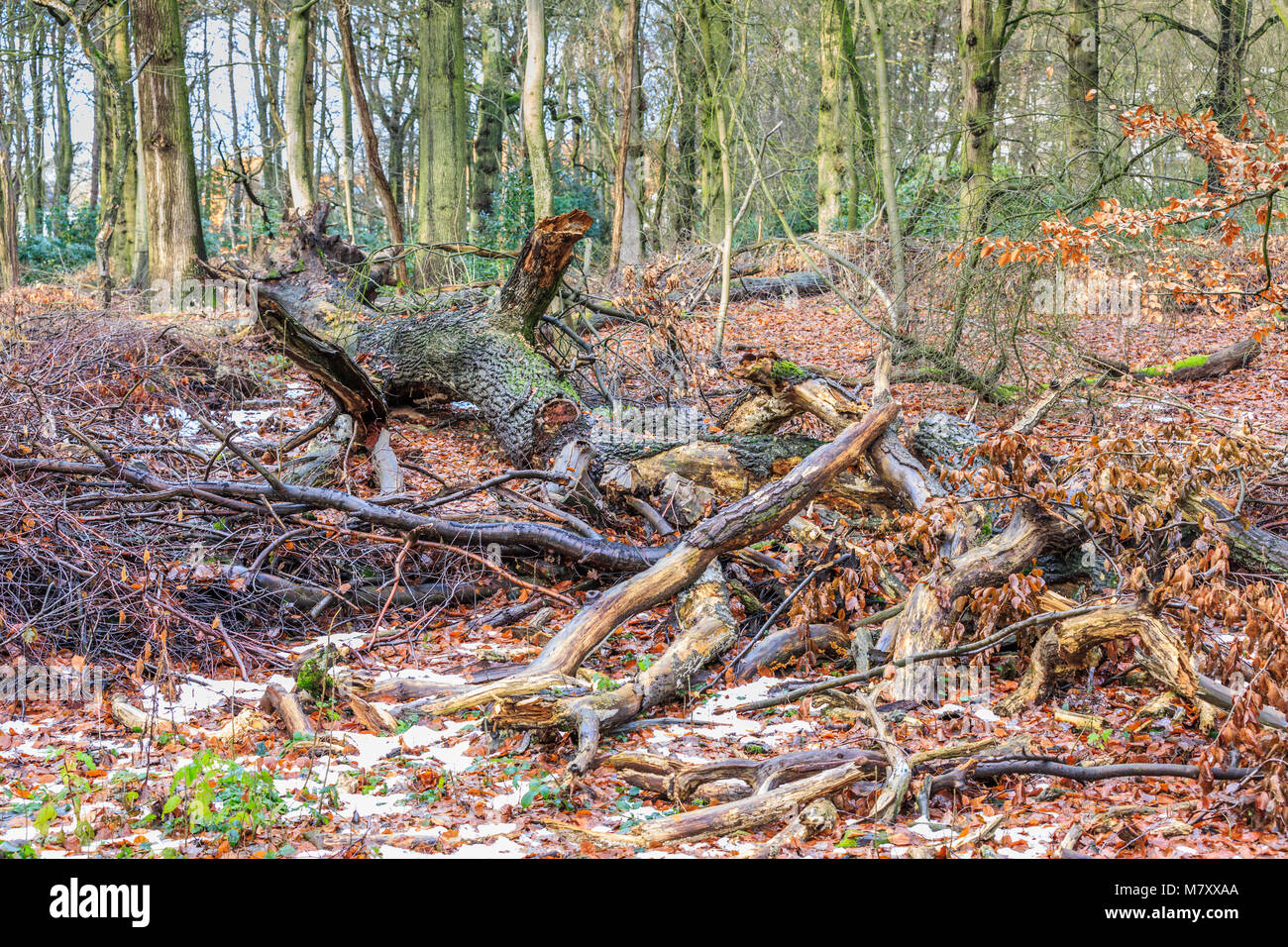 Fallen tree  with thick fluted trunk and branches broken off in a forest is to digest slowly to food for new trees has also a  biological potention Stock Photo