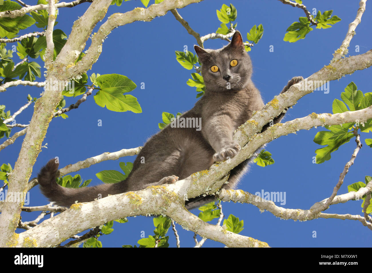 Blue cat hi-res stock photography and images - Alamy