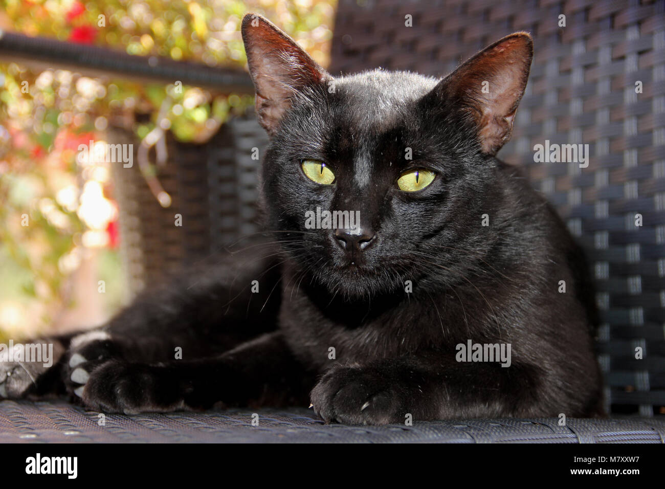 Black cat lying on a garden chair Stock Photo