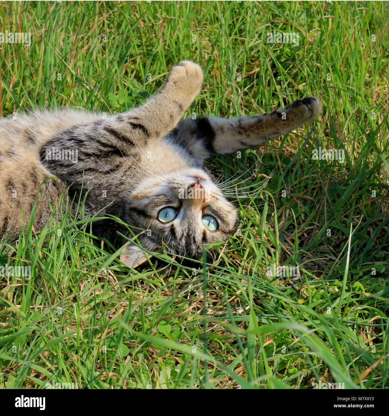 domestic cat, black tabby, lying on a meadow Stock Photo