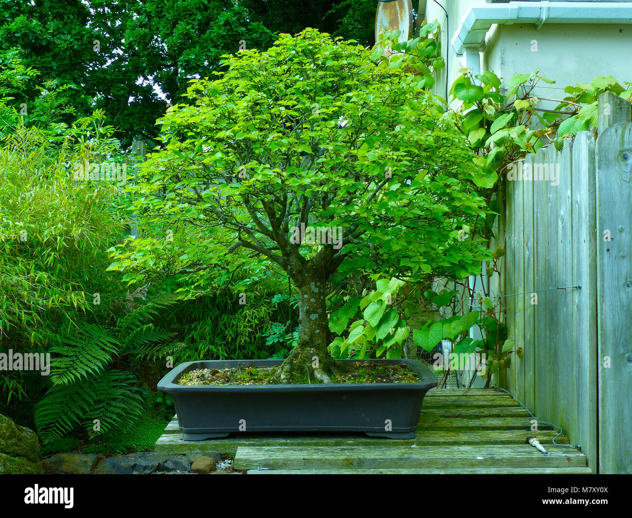 Outstanding specimen large informal upright beech bonsai on display in an enthusiasts garden in Bangor Northern Ireland Stock Photo