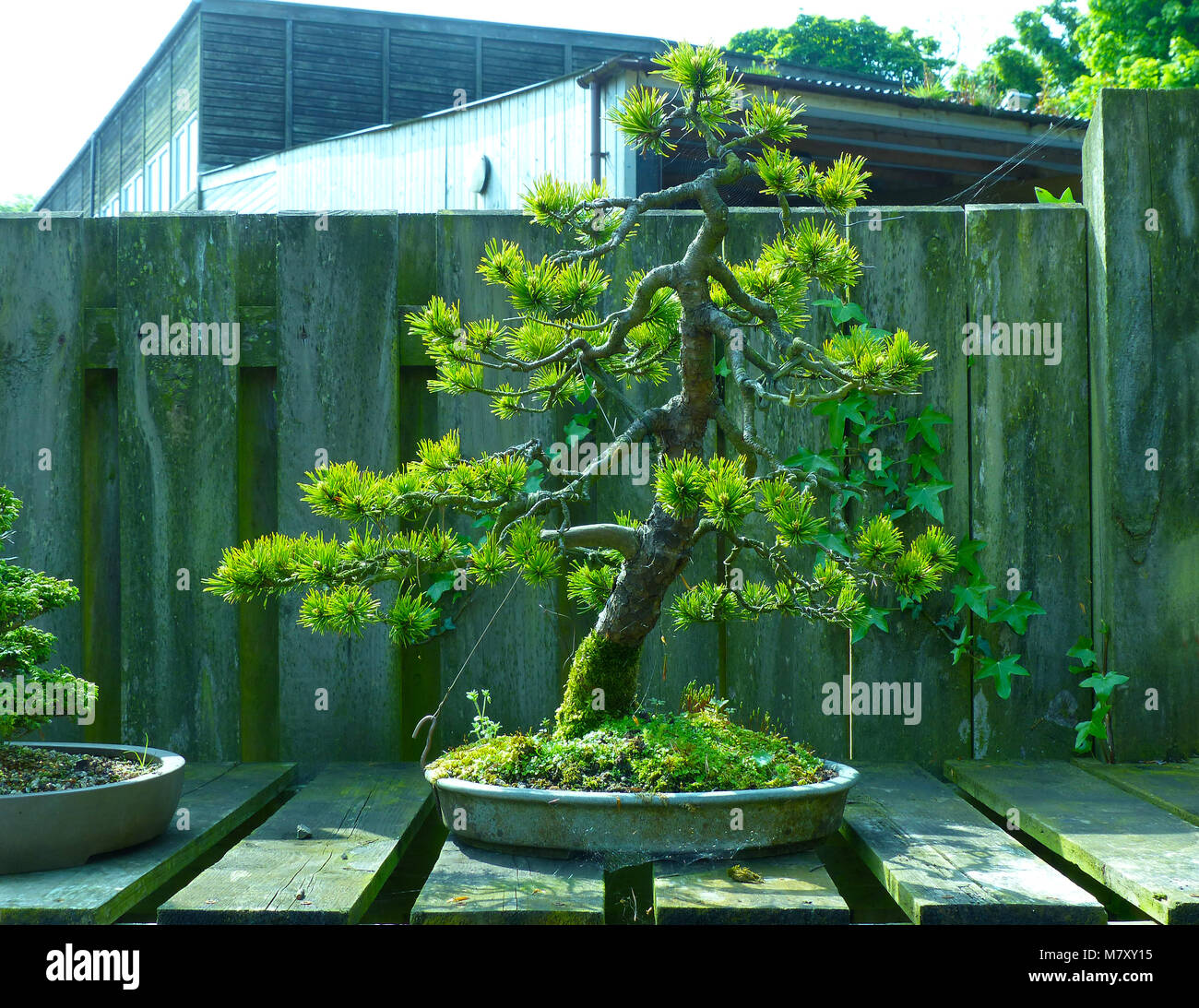 Outstanding specimen informal upright Black Pine bonsai on display in an enthusiasts garden in Bangor Northern Ireland Stock Photo