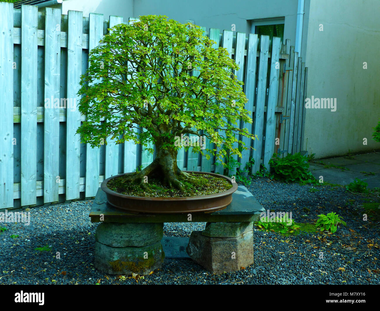 Outstanding specimen large informal upright Field Maple bonsai on display in an enthusiasts garden in Bangor Northern Ireland Stock Photo