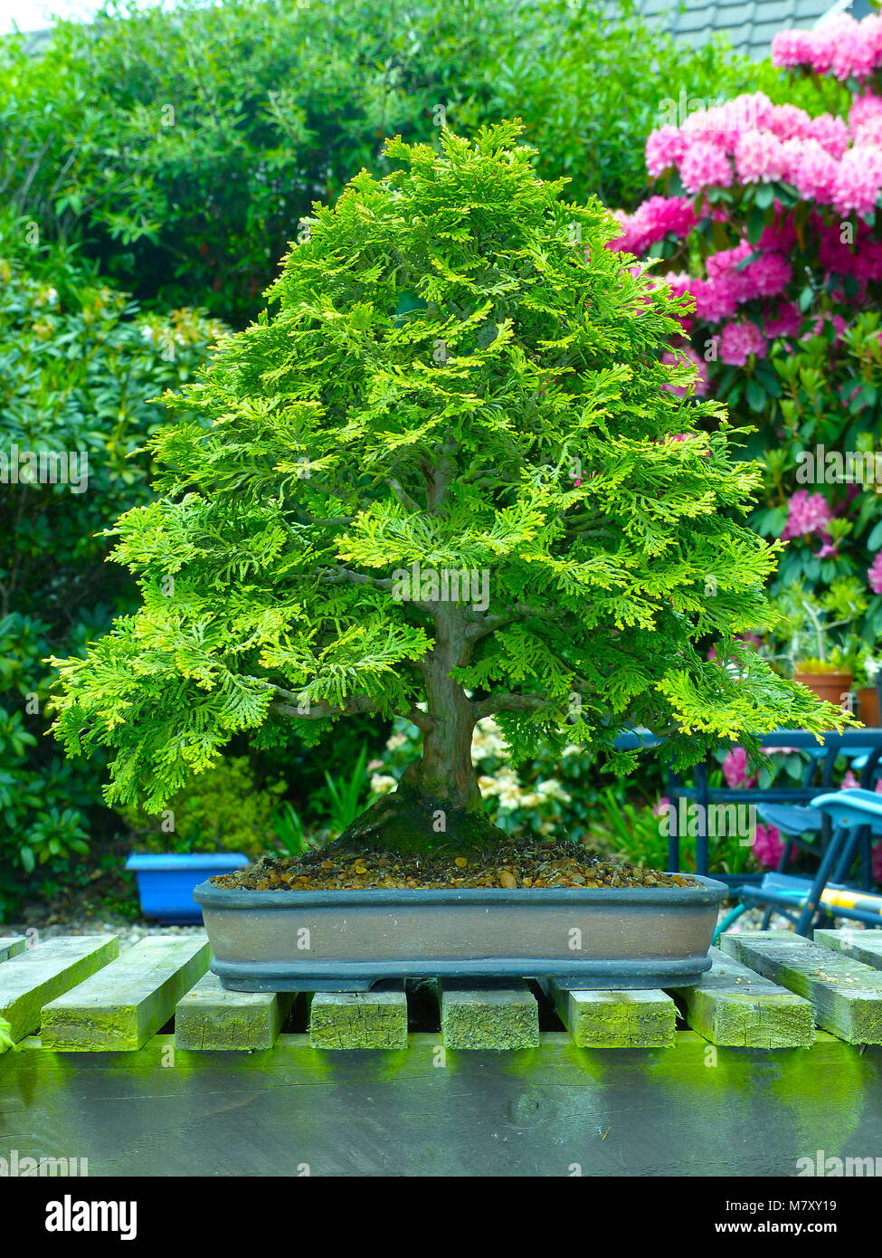 Outstanding specimen informal upright Hinoki Cypress bonsai on display in an enthusiasts garden in Bangor Northern Ireland Stock Photo
