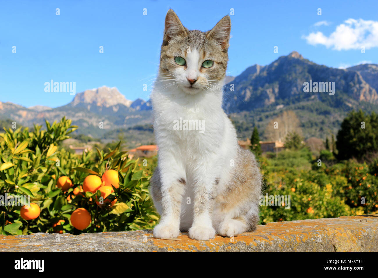 domestic cat, black tabby white, sitting on a wall in front of the valley of Soller Stock Photo