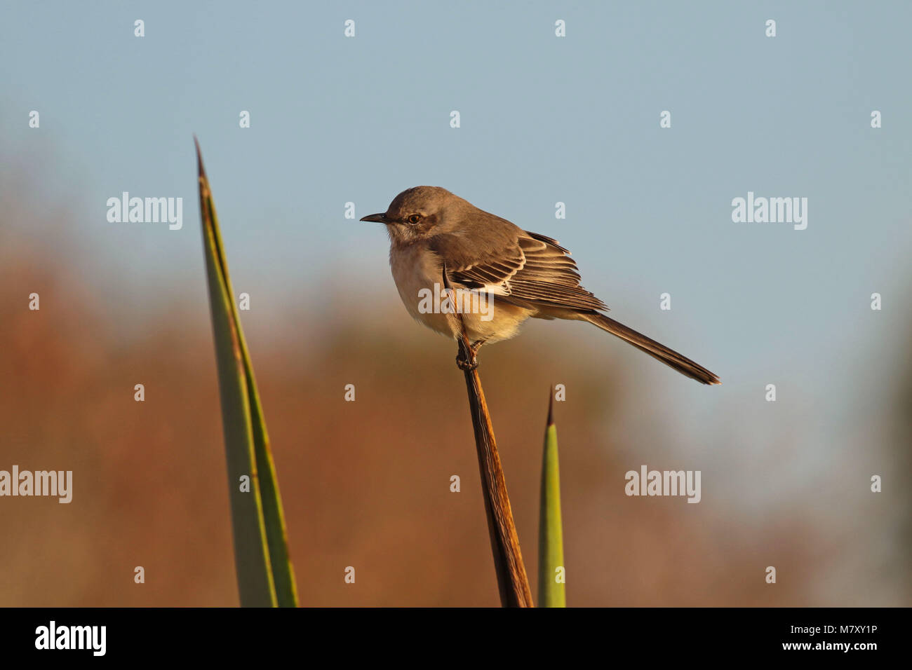 Juvenile northern mockingbird ( mimus polyglottos ) Stock Photo