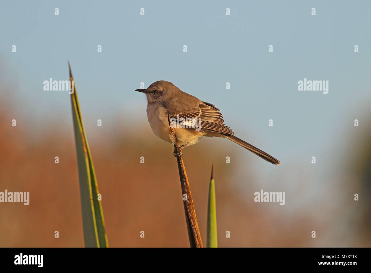 Juvenile northern mockingbird ( mimus polyglottos Stock Photo Alamy