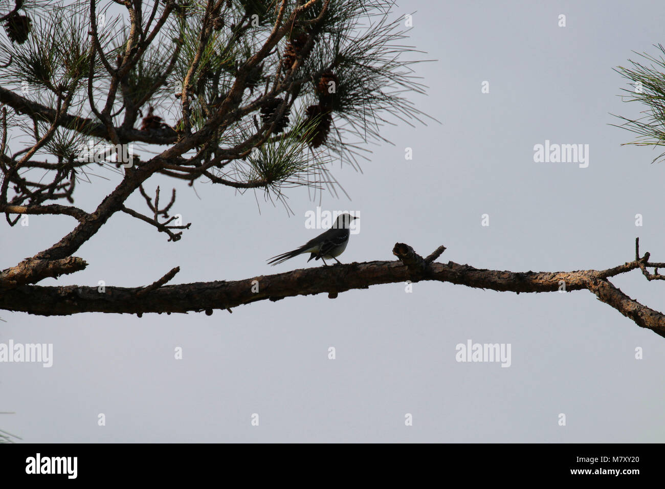 Silhouette Of A Northern Mockingbird Mimus Polyglottos Perched On Branch In Pine