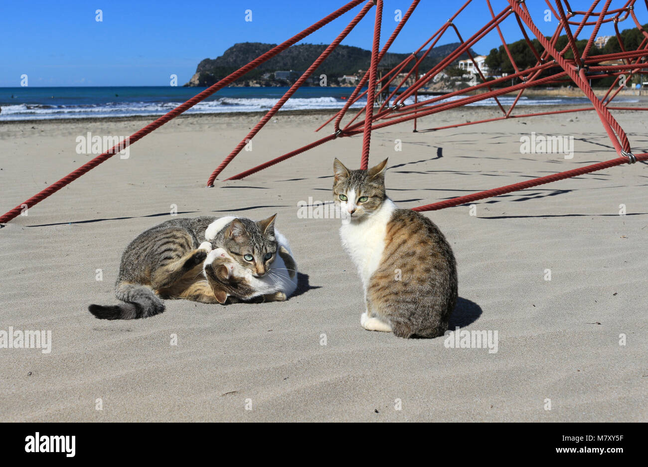 three domestic cats, black tabby white, at the beach Stock Photo