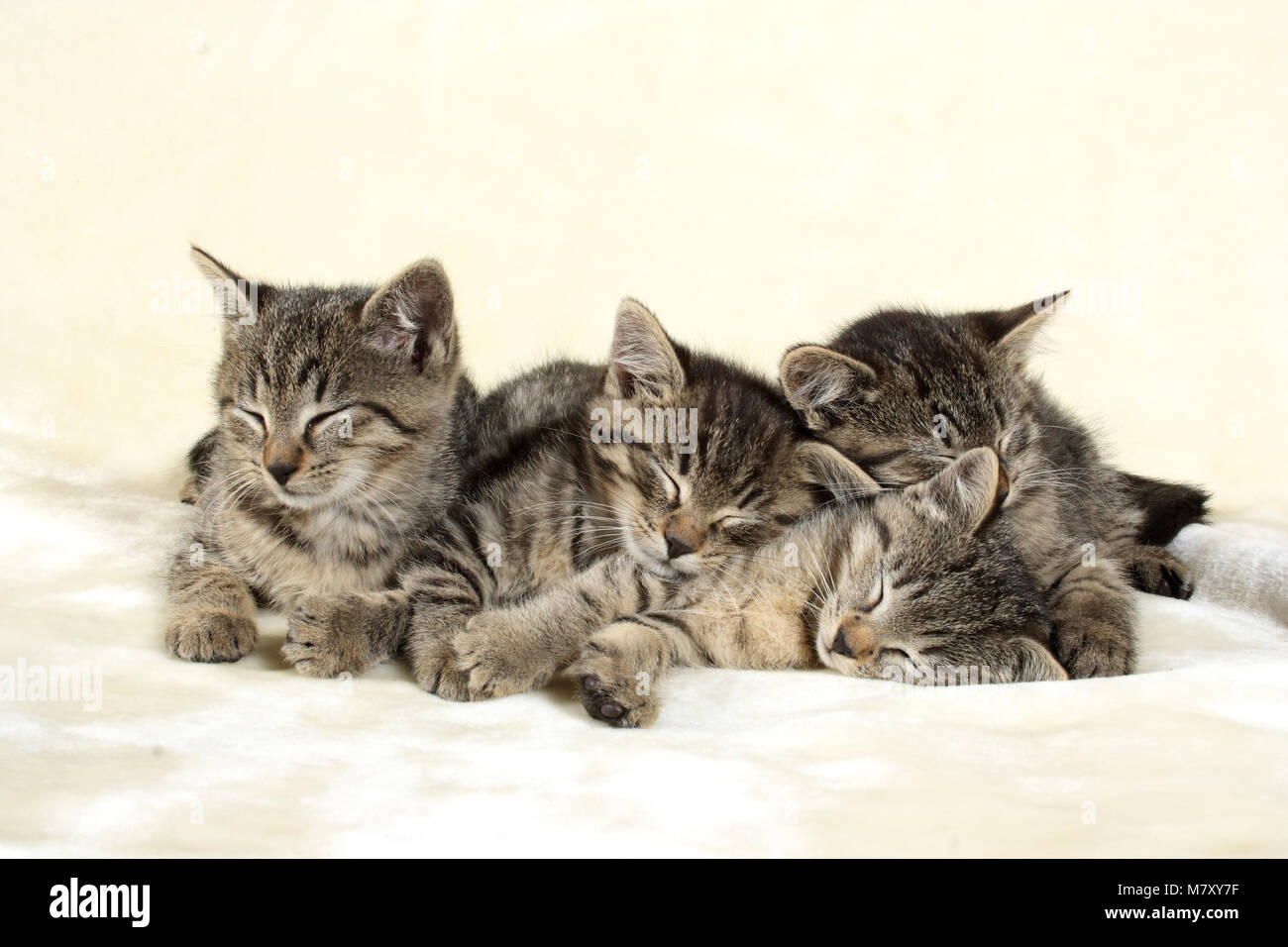 four kittens, black tabby, sleeping Stock Photo
