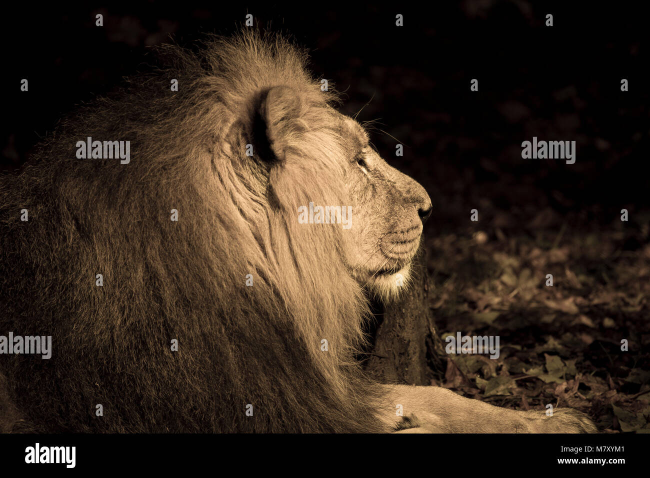 Close up profile of captive lion at Chester zoo while resting with blurred background Stock Photo