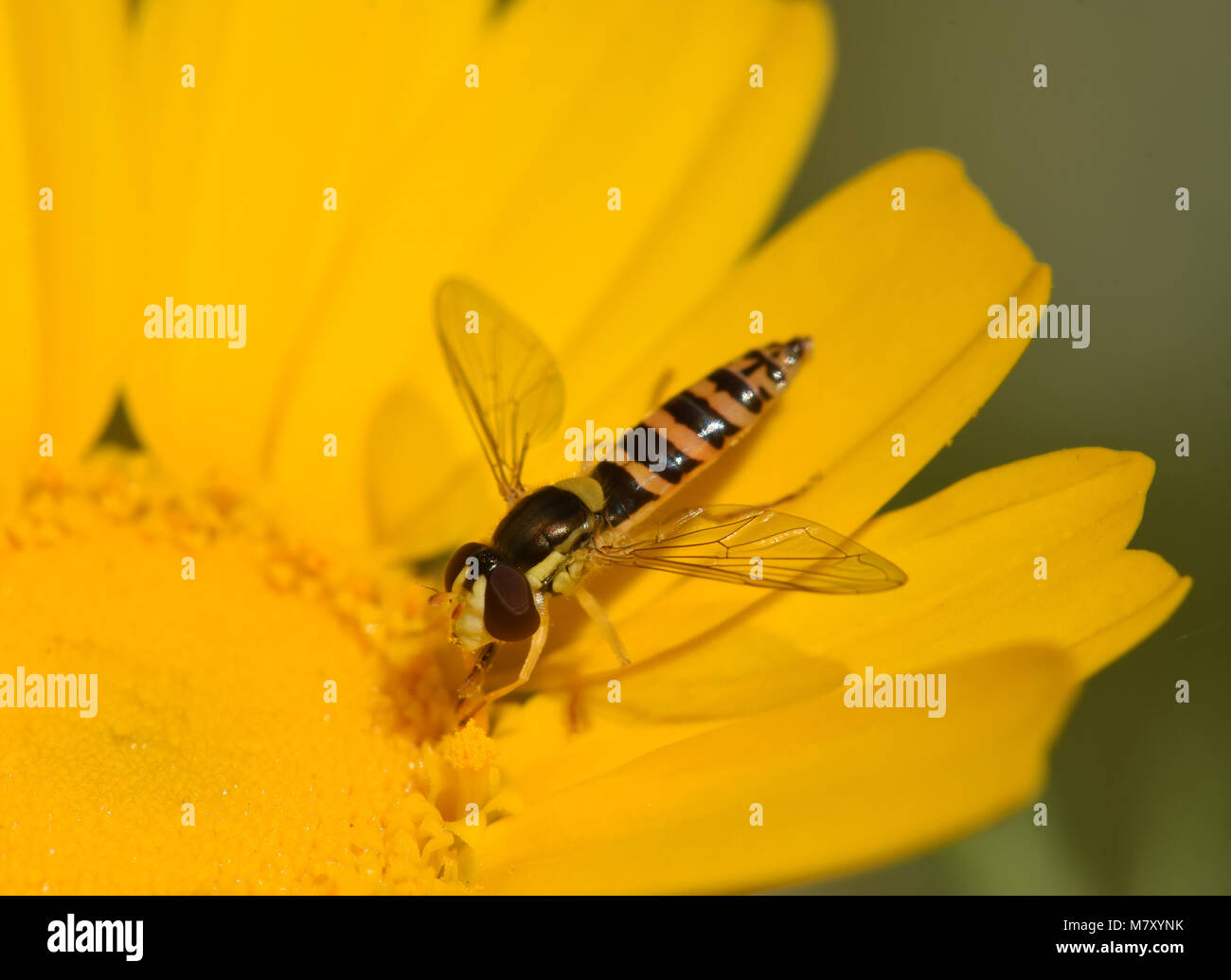 Hoverfly on flower Stock Photo