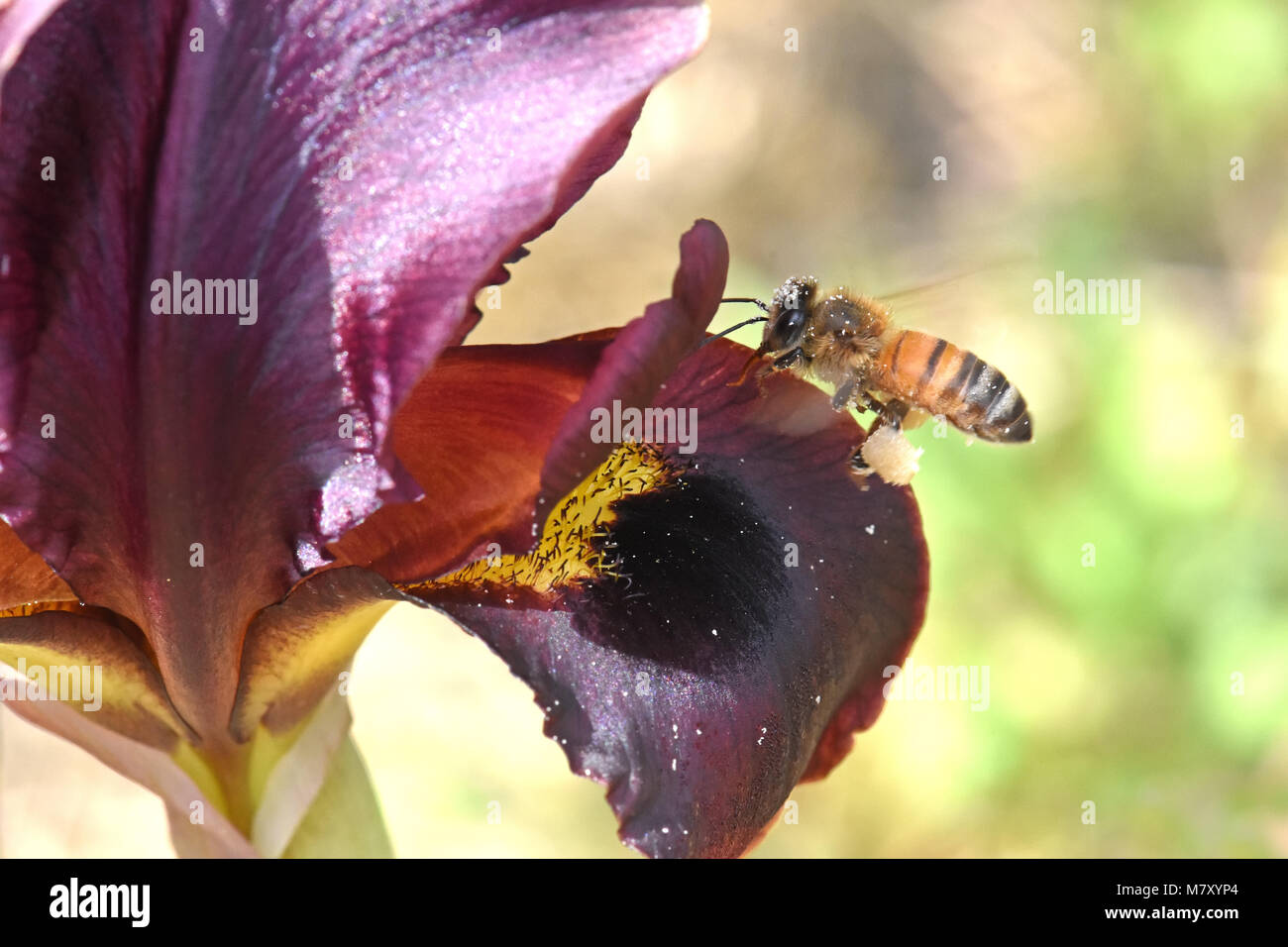 Honey Bee Pollinating Iris Flower Stock Photo Alamy