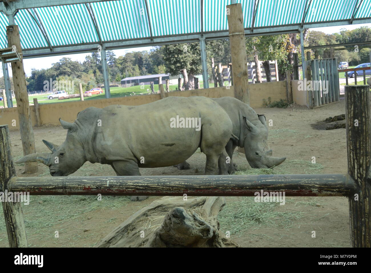 "rhinos" "rhinoceros" "blair Drummond safari park" "Scotland Stock Photo Alamy
