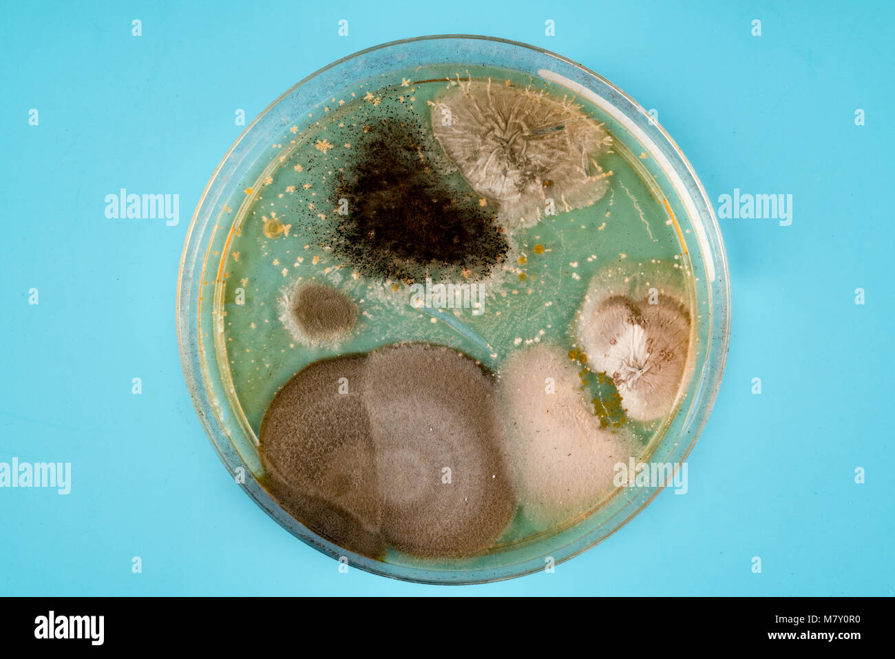 petri dish bacteria growth