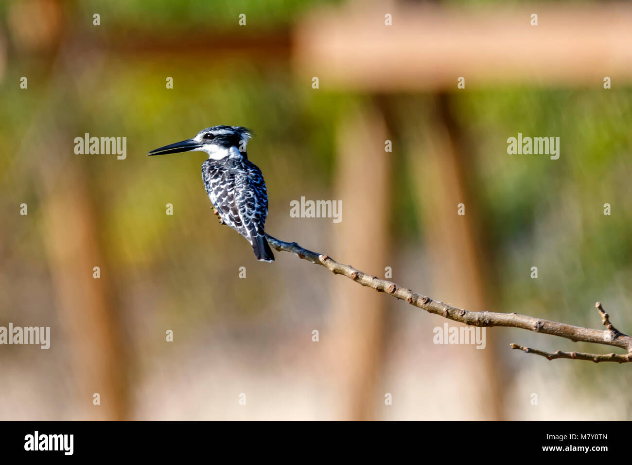 Pied Kingfisher, Ceryle rudis bird Stock Photo